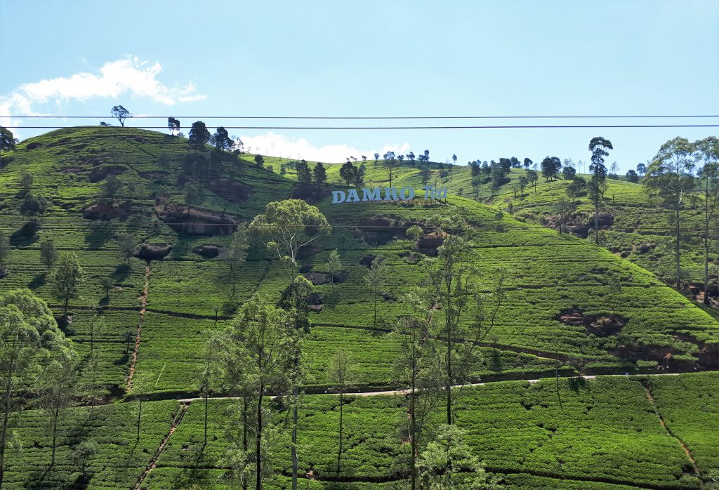 Damro Tea:s teodling i Nuwara Eliya.