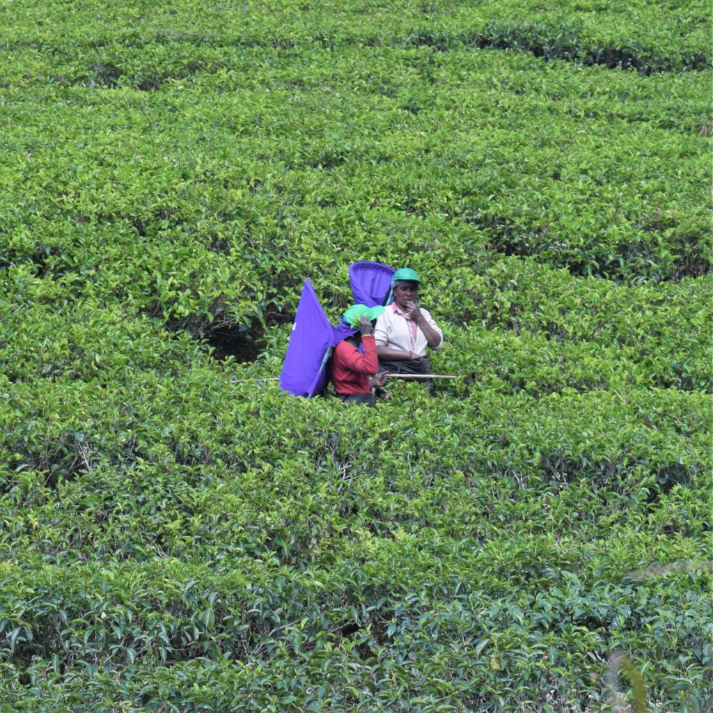 Två lankesiska kvinnor som plockar teblad på en teodling i Nuwara Eliya.
